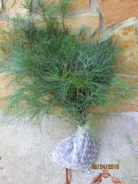 THIS TREE SHIPS FREE WHITE PINE 1 FOOT SEEDLING 12INCHES 